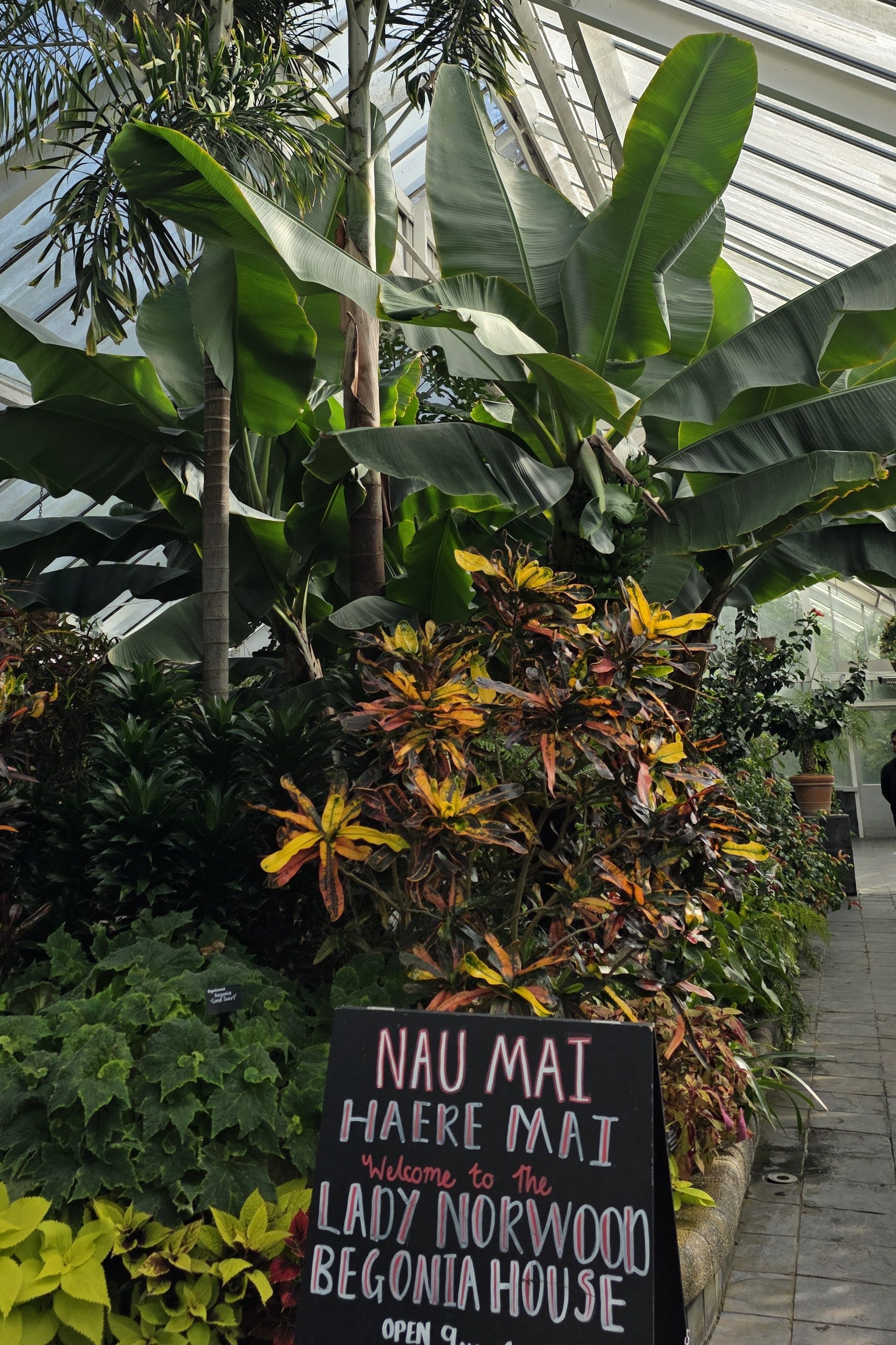 jardin botannique Wellington