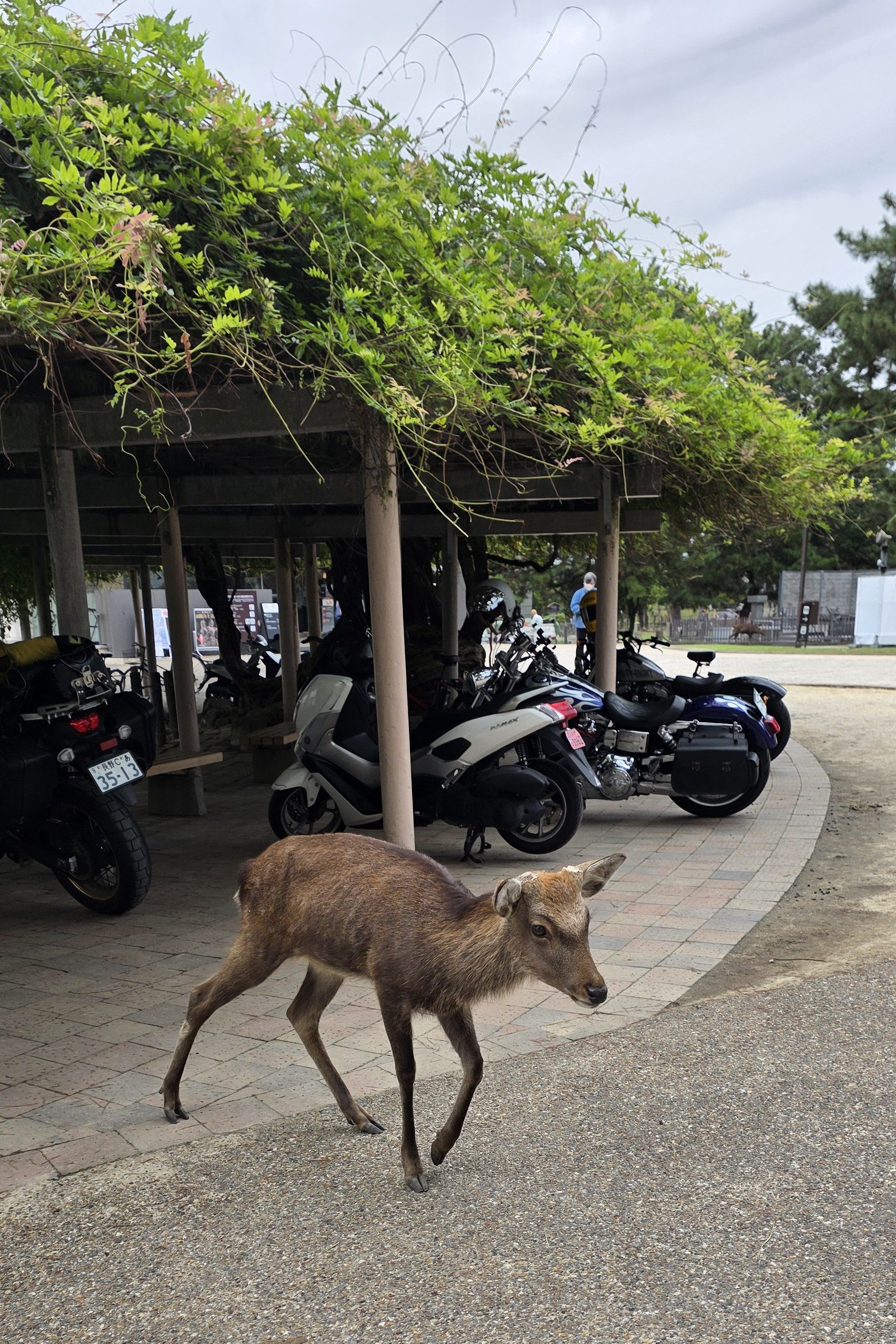biche de Nara